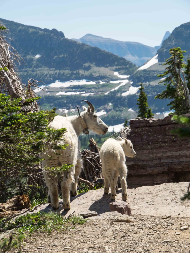 Chèvres des montagnes (Logan Pass, Glacier NP)