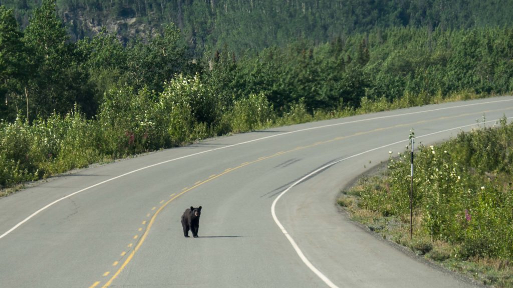 Un ours noir vu de la voiture sur la Haines Road (Yukon)